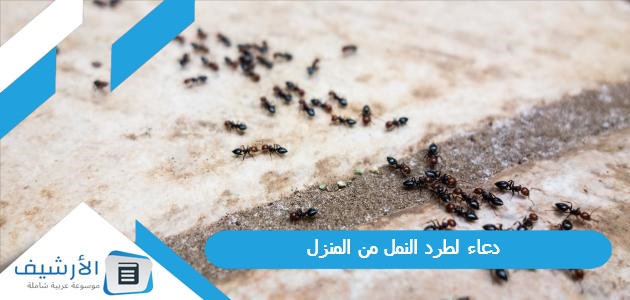 دعاء لطرد النمل من المنزل