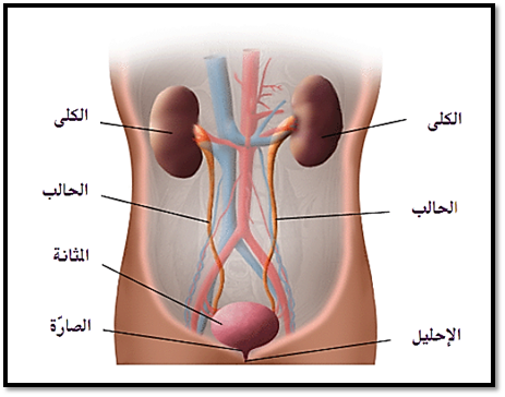 أي أعضاء الجهاز البولي يجتمع فيها البول؟! الكلية الحالب المثانة أم الاحليل